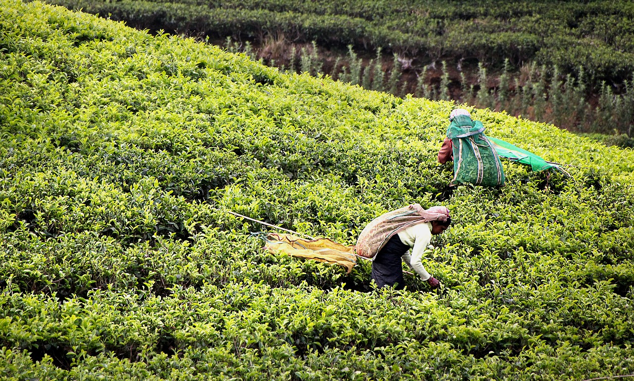 Kandy - Plantation de thé - Colombo