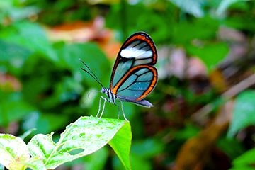 Amazonie papillon 