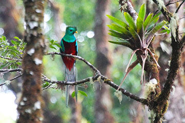 big_quetzal-costa-rica.jpg